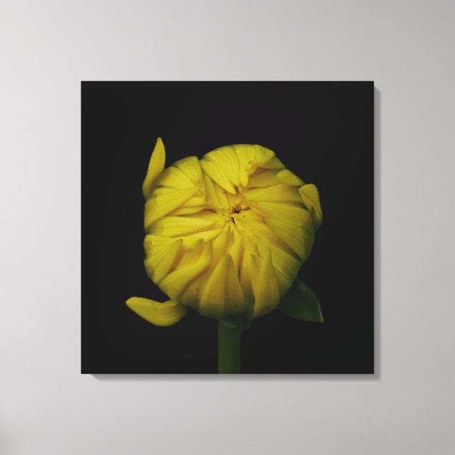 Dahlia Bud Canvas Amarelo (Frente)