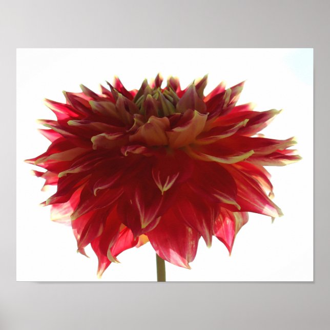 Dahlia Poster (Frente)