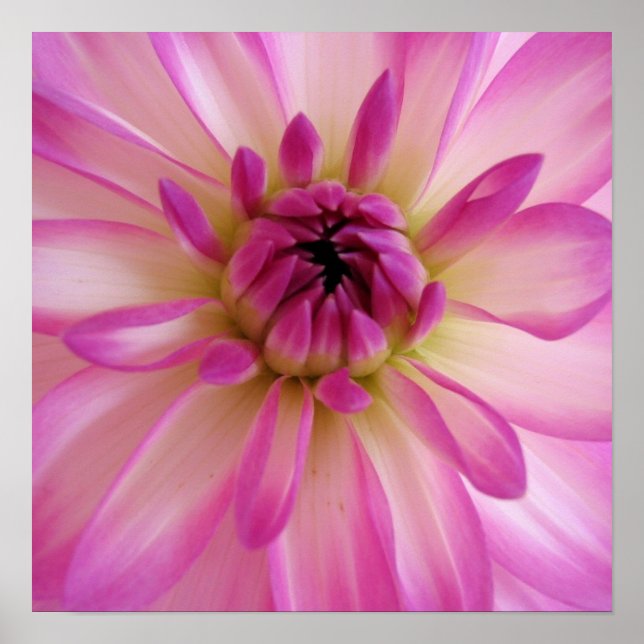 Dahlia Poster (Frente)