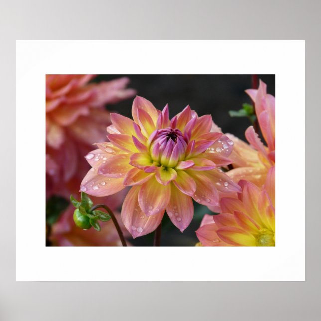 Dahlias Poster (Frente)