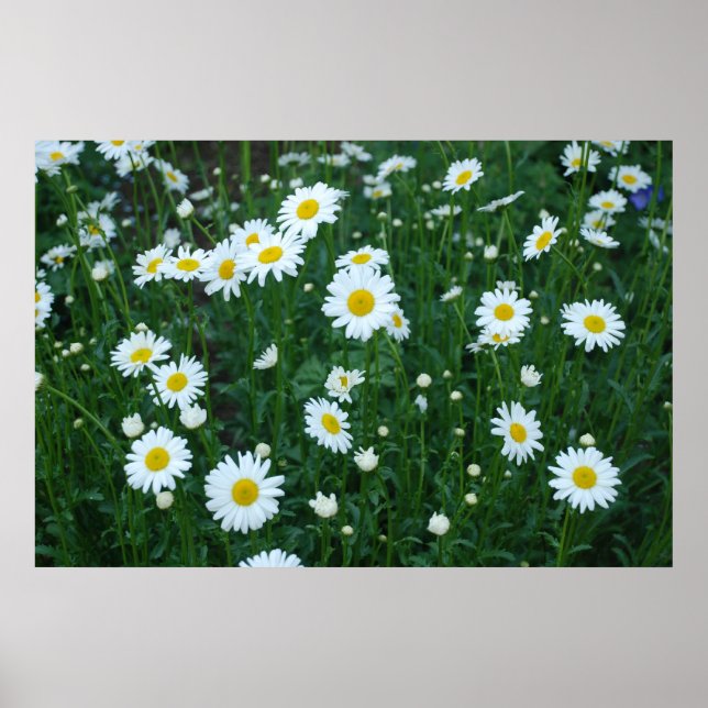Daisies Poster (Frente)