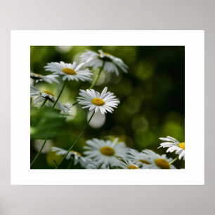 Daisies Poster
