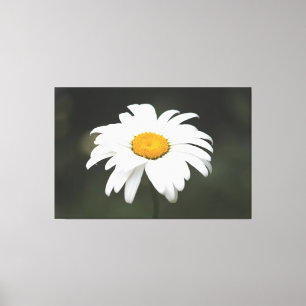 Daisy Canvas Art
