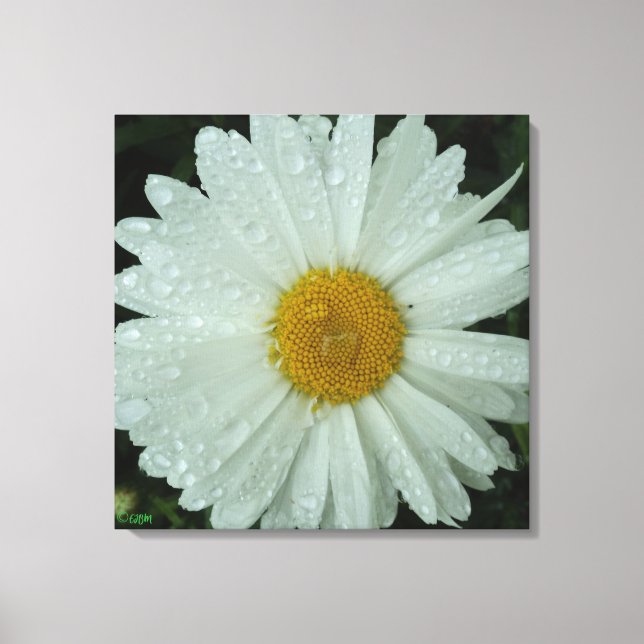 Daisy Dream Stretched Canvas Print (Frente)