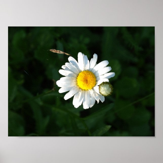 Daisy Flower Photo Poster (Frente)