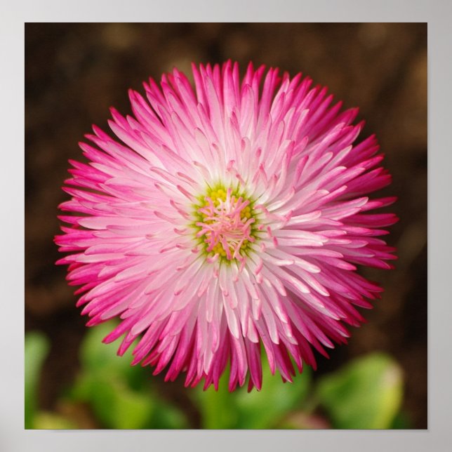 Daisy Flower - Poster (Frente)