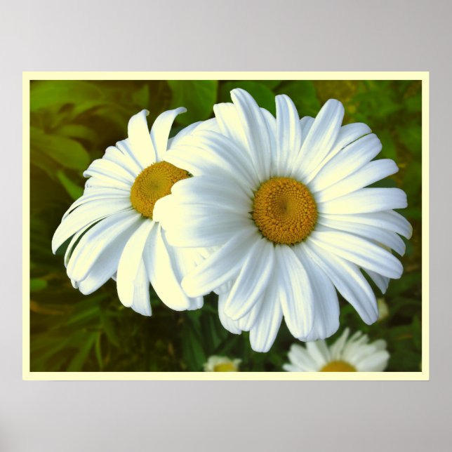 Daisy Flowers Impressão Classic Daisies Poster Imp (Frente)