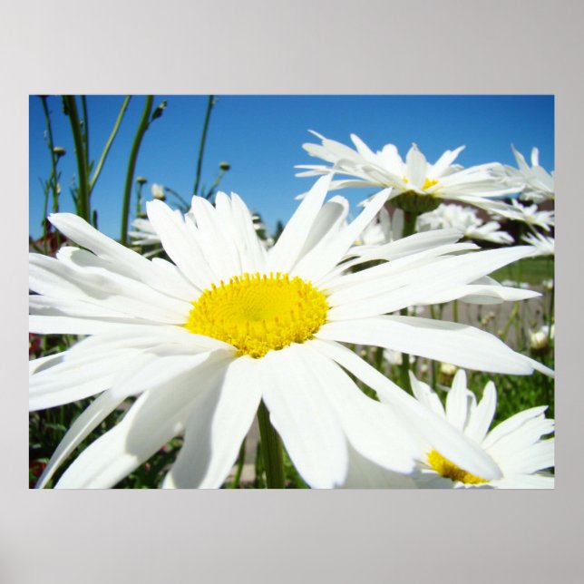 Daisy Flowers impressões de arte White Daisies Blu (Frente)
