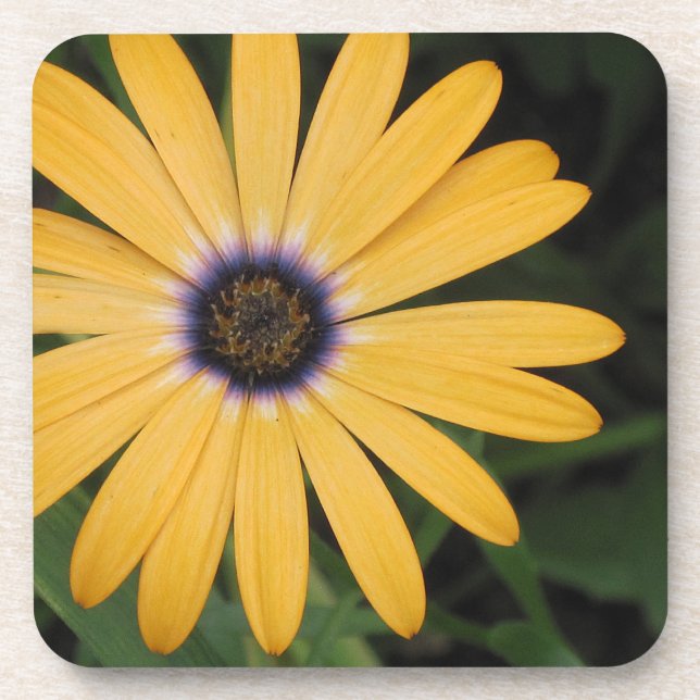 Daisy Porta copos (Frente)