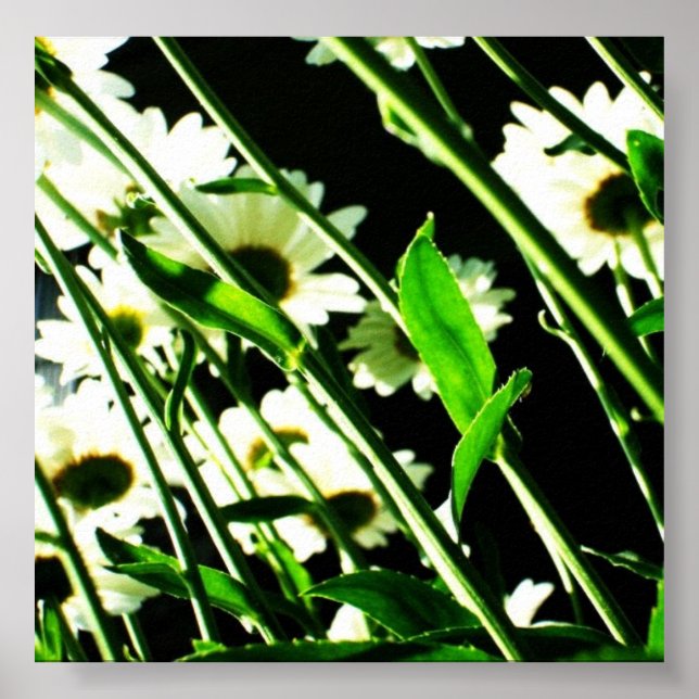Daisy Stems Poster (Frente)