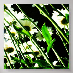 Daisy Stems Poster