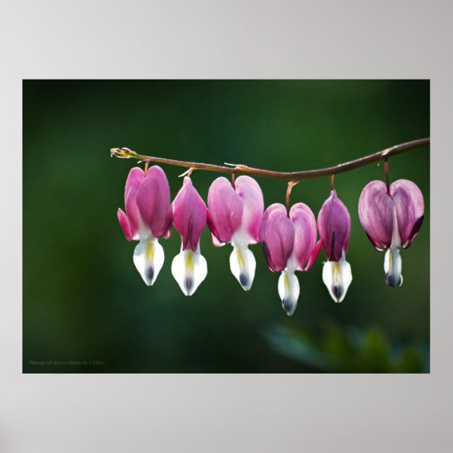 Daît Hearts Impressão (Frente)