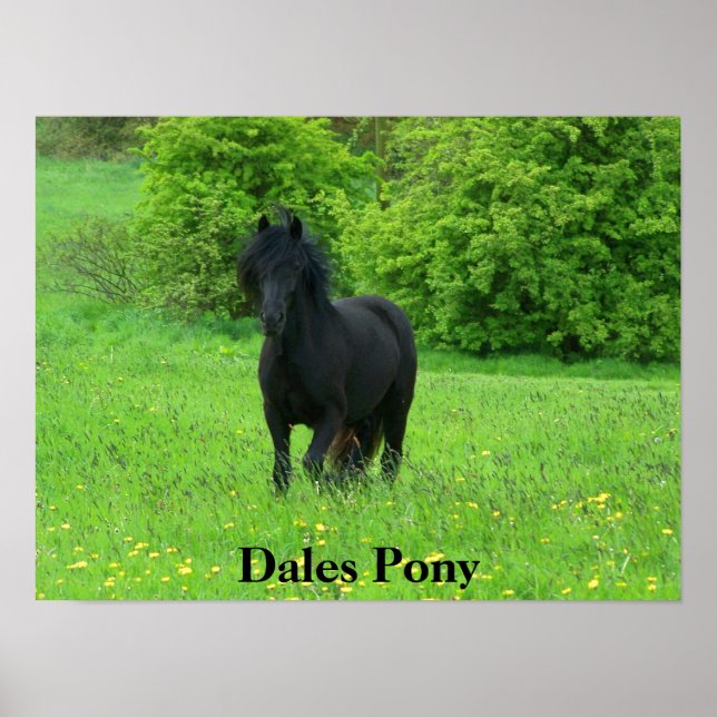 Dales Pony Poster (Frente)