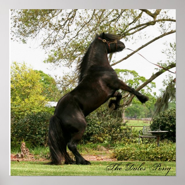 Dales Pony Poster (Frente)