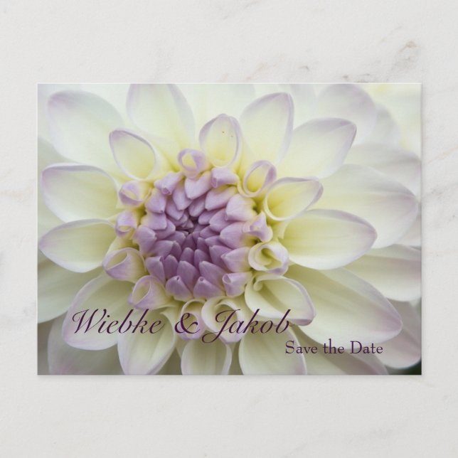 Dália • cartão postal (Frente)