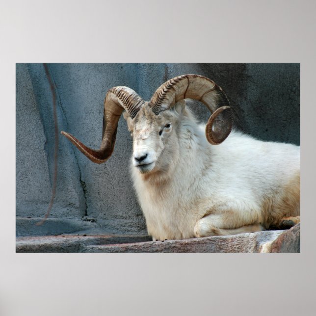 Dall Sheep Poster (Frente)