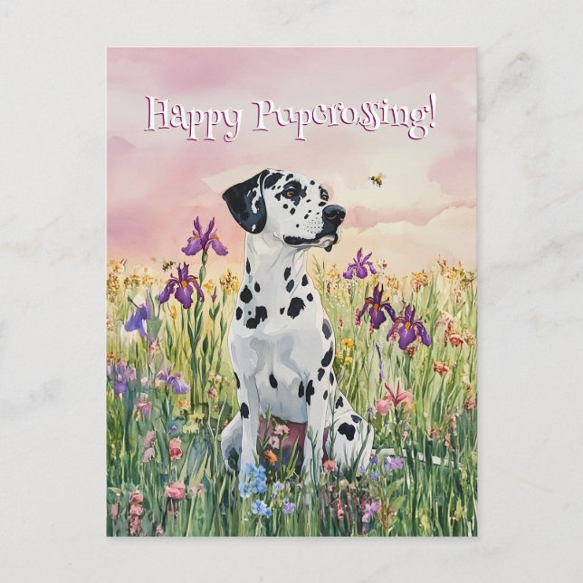 Dalmatian Postcrossing - Cartão Postal (Frente)