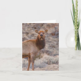 Dama Wapiti - Cartão 4" x 5.6"