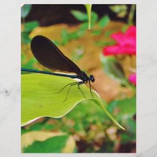 Damselfly e Rosa
