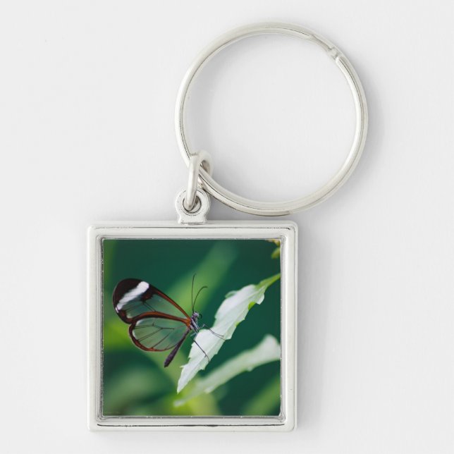 Dana Chaveiro (Frente)