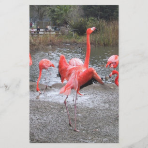 dança do flamingo