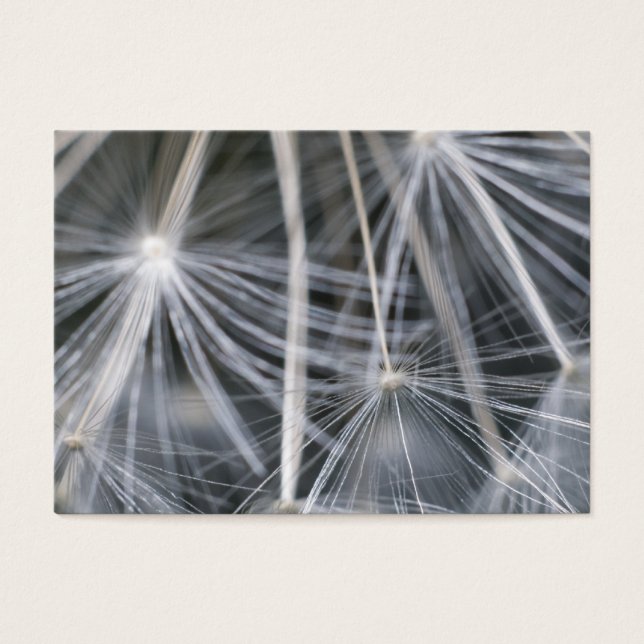 Dandelion (Frente)