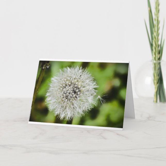 Dandelion, Cartão (Frente)