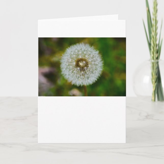 Dandelion, Cartão (Frente)