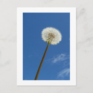 Dandelion contra o céu azul - Cartão postal