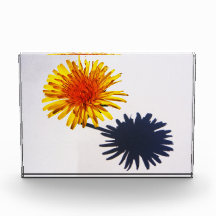 Dandelion e Shadow pba