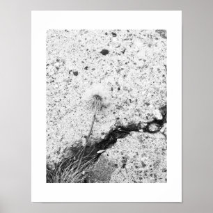 Dandelion Fllower Black and White Poster