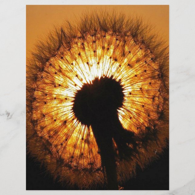 Dandelion no Sunset (Frente)