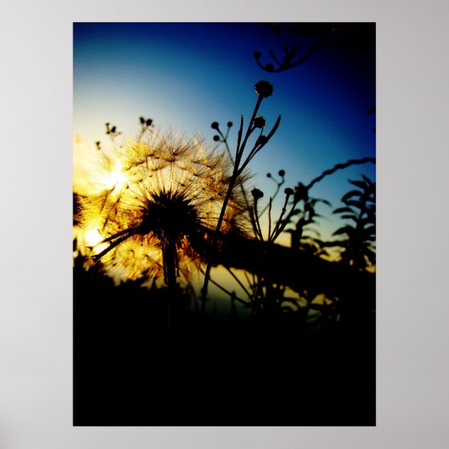 Dandelion poster (Frente)
