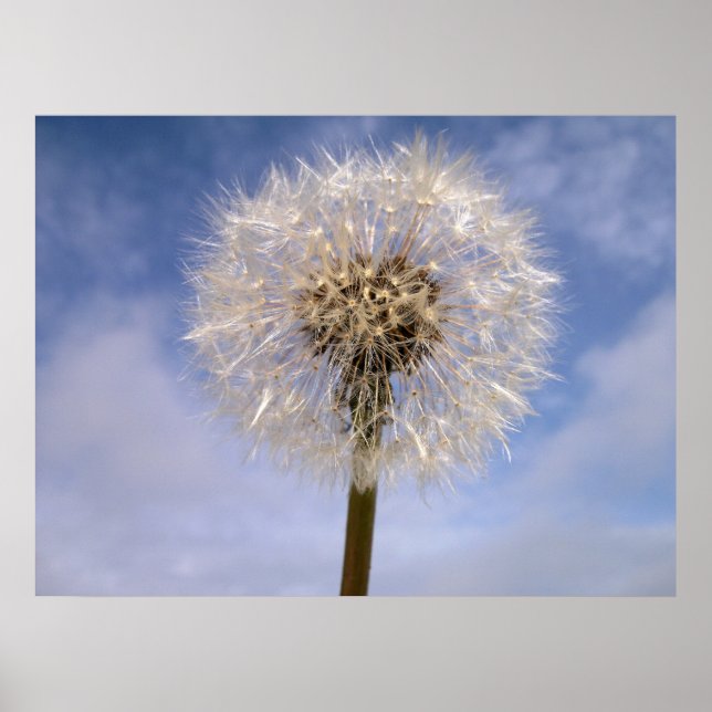 Dandelion Poster (Frente)