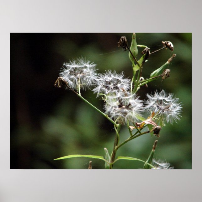 Dandelion Poster (Frente)