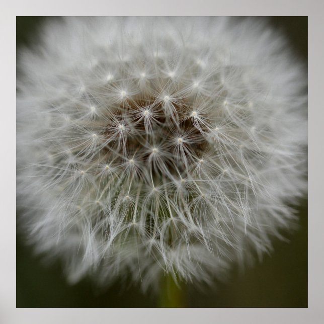 Dandelion Puff Impressão (Frente)