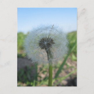 Dandelion Solitário, Coleção Enviar Cartões Postai