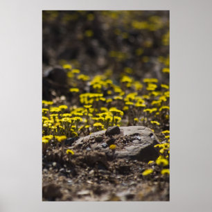 Dandelions In the Woods fine art impressão