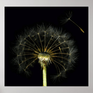 Dandilion Puff Fine Art Impressão