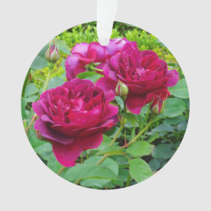 Darcey Bussell aumentou o ornamento #2