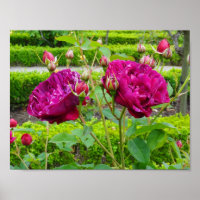 Darcey Bussell Rosa nº 3 Poster