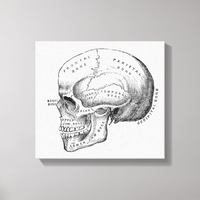Dark Academia Skull Canvas Art (Frente)