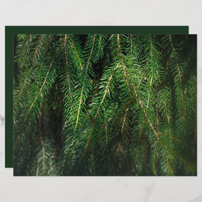 Dark green spruce tree, winter Scrapbook Paper (Frente/Verso)