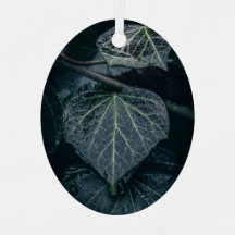 Dark Moody Ivy Nature Foto
