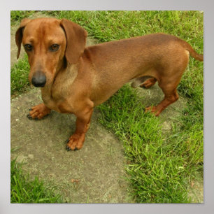 Daschund Poster Impressão