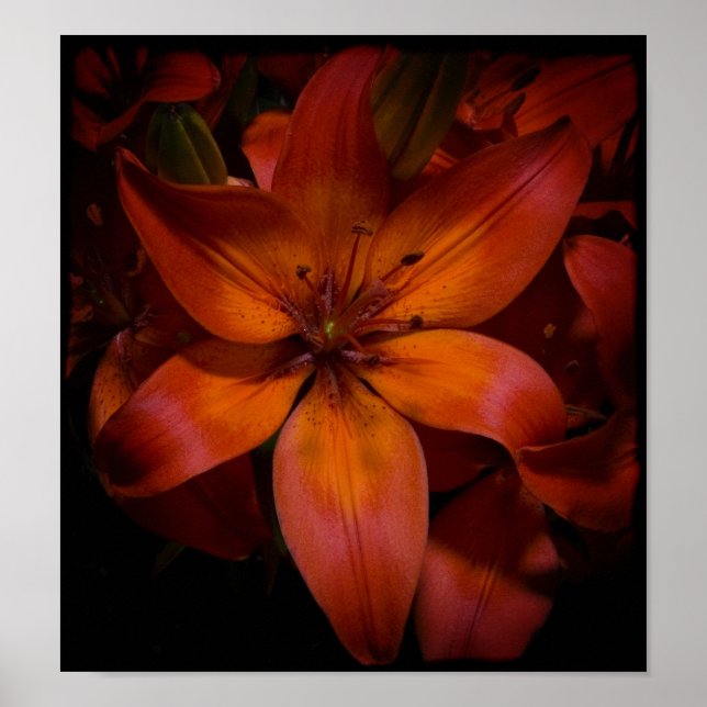 Day Lilly Poster (Frente)