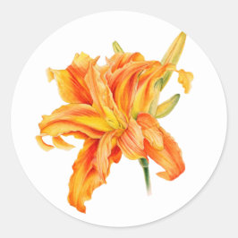 Daylily Hemerocallis adesivos cor de laranja flora
