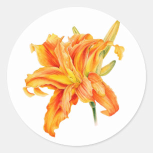 Daylily Hemerocallis adesivos cor de laranja flora