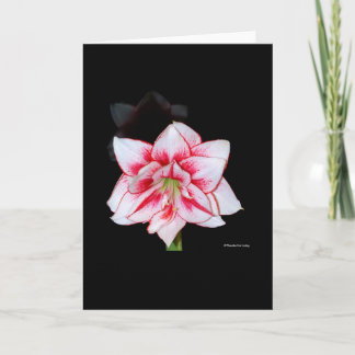 De Agradecimento Cartão do Amaryllis