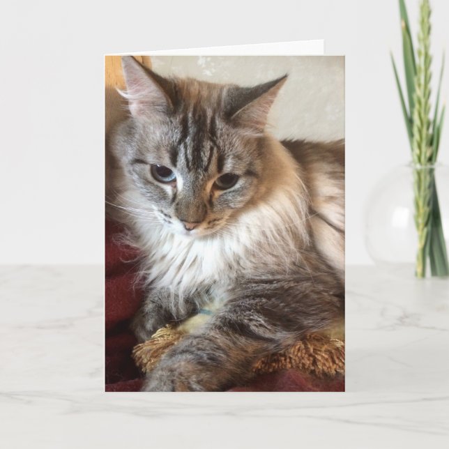 De Agradecimento Cartão do gato (Frente)